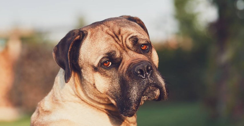 Mišići oko psećih očiju evoluirali kako bi psi bolje komunicirali s ljudima